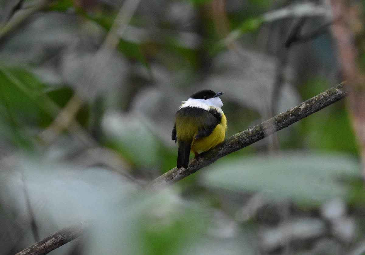 White-collared Manakin - alex bell