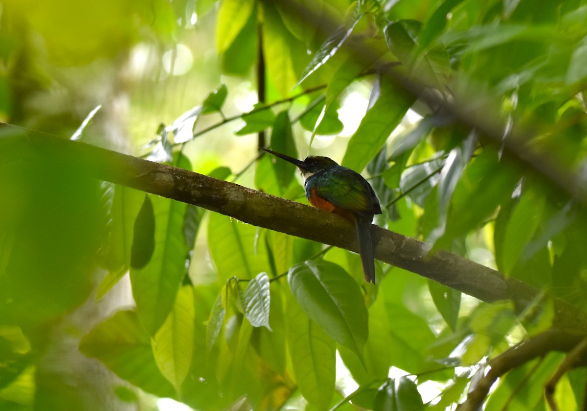 Rufous-tailed Jacamar - alex bell