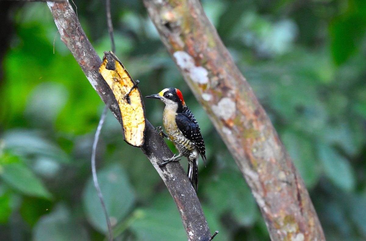 Black-cheeked Woodpecker - alex bell