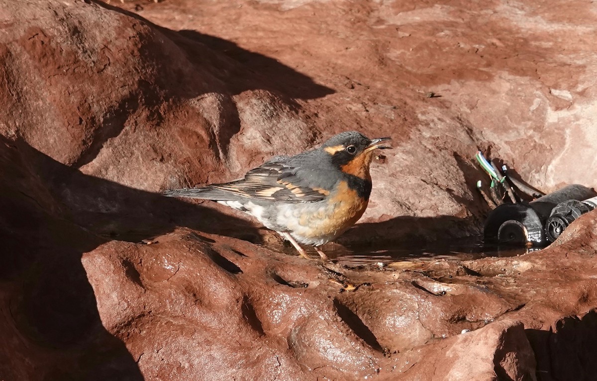 Varied Thrush - ML610968002