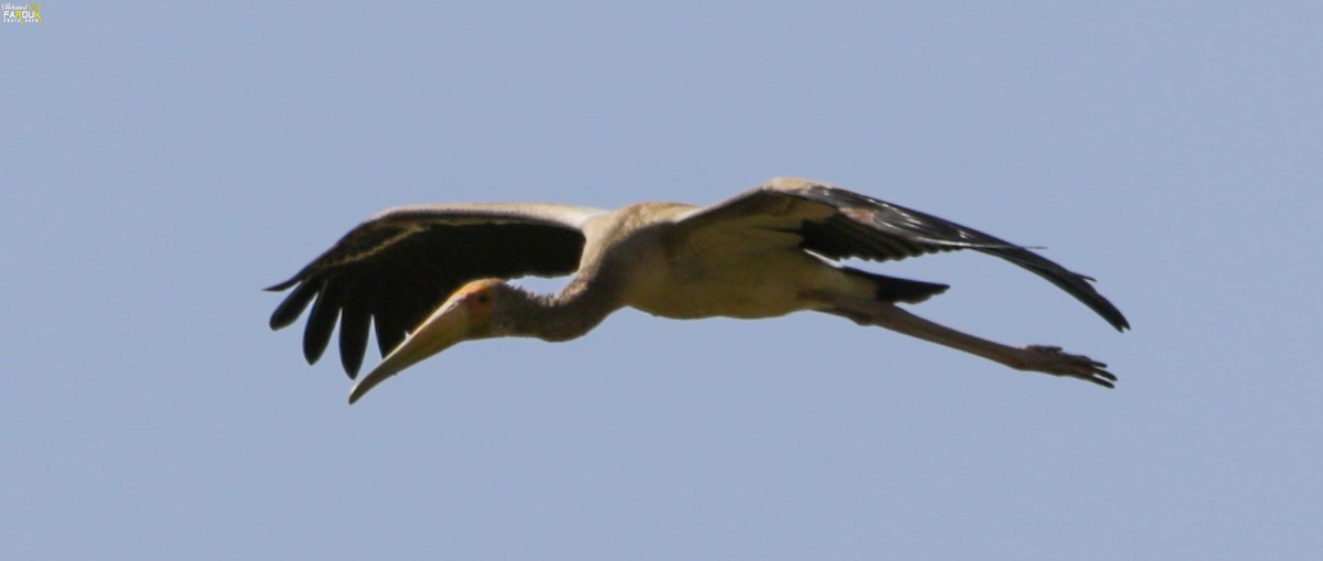 Yellow-billed Stork - Mohamed Farouk