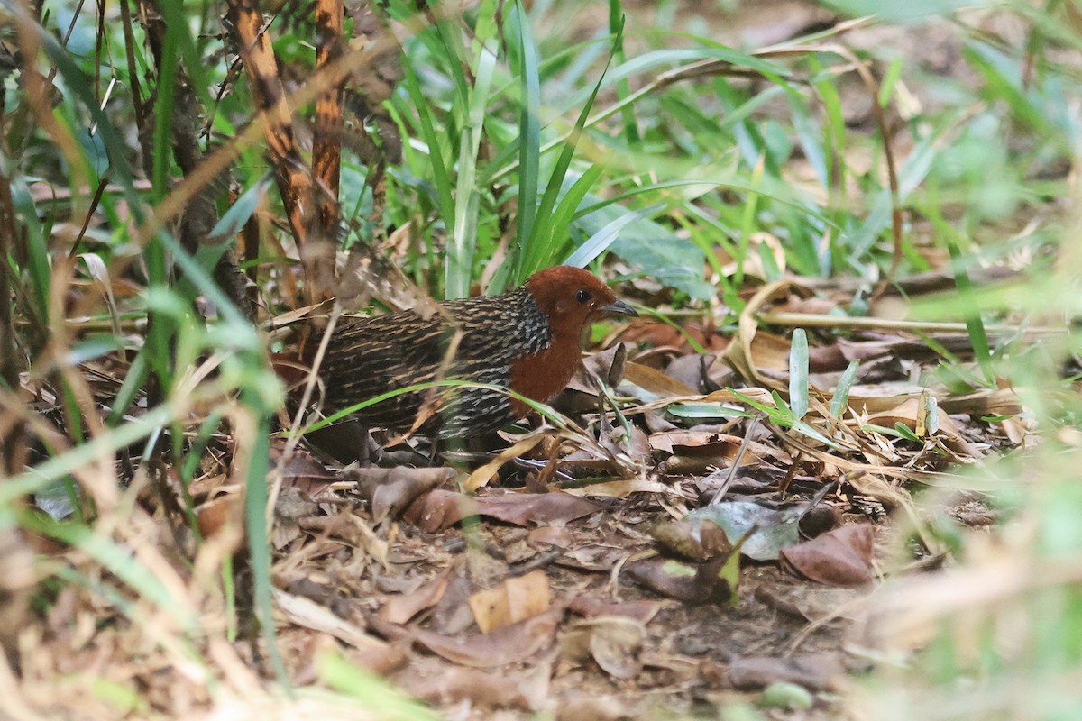 Madagascar Flufftail - ML610968150