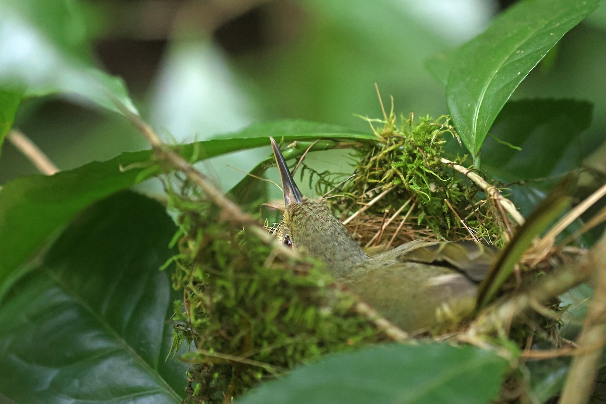 Long-billed Bernieria - Charley Hesse TROPICAL BIRDING