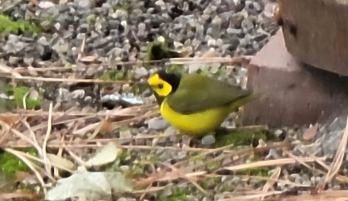 Hooded Warbler - Joseph Cooney