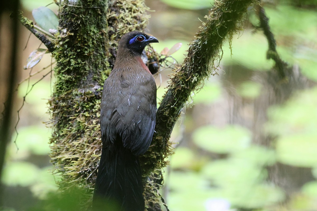 Coua de Serrès - ML610968226