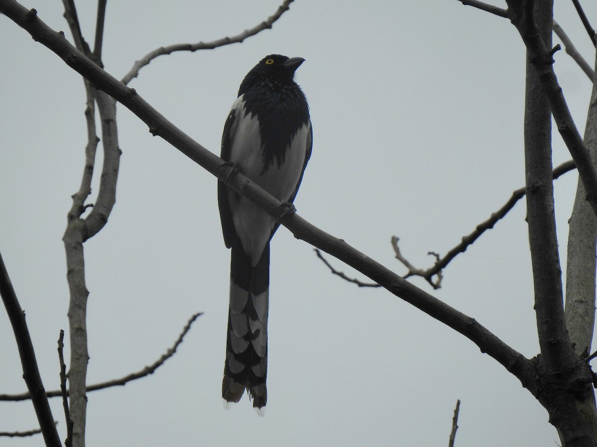 Magpie Tanager - ML610968273