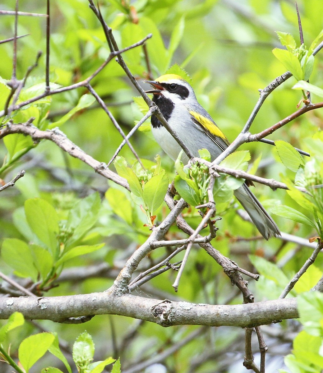 Golden-winged Warbler - Gisèle Labonté