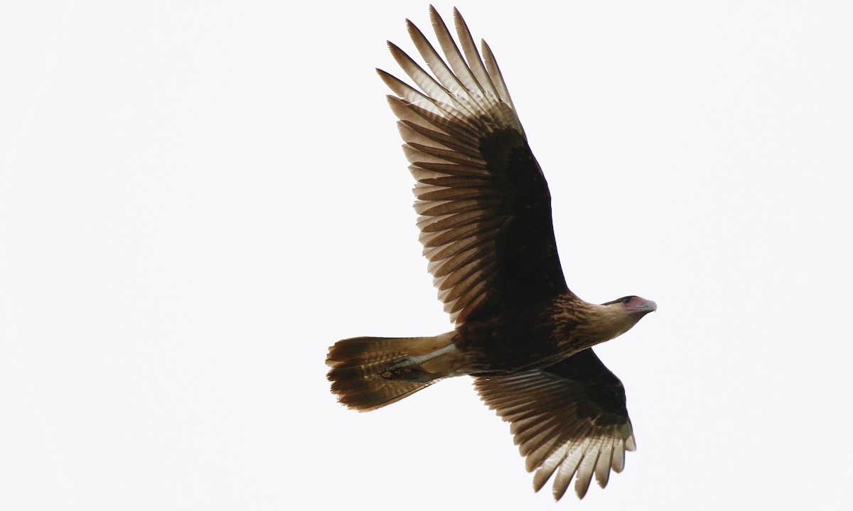 Crested Caracara (Northern) - ML610968288