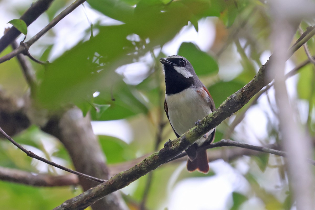 Red-tailed Vanga - ML610968297