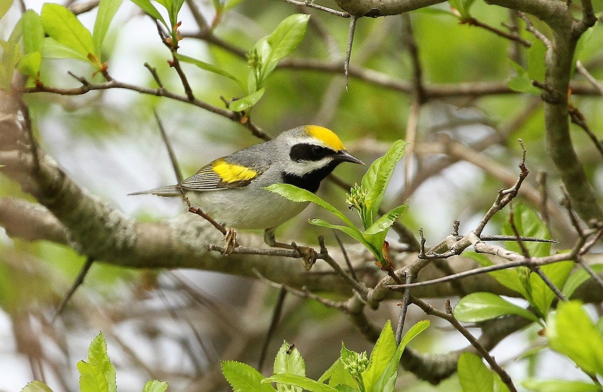 Golden-winged Warbler - Gisèle Labonté