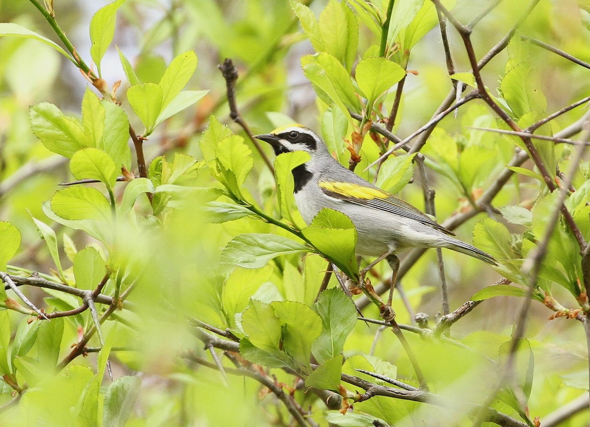 Golden-winged Warbler - ML610968322