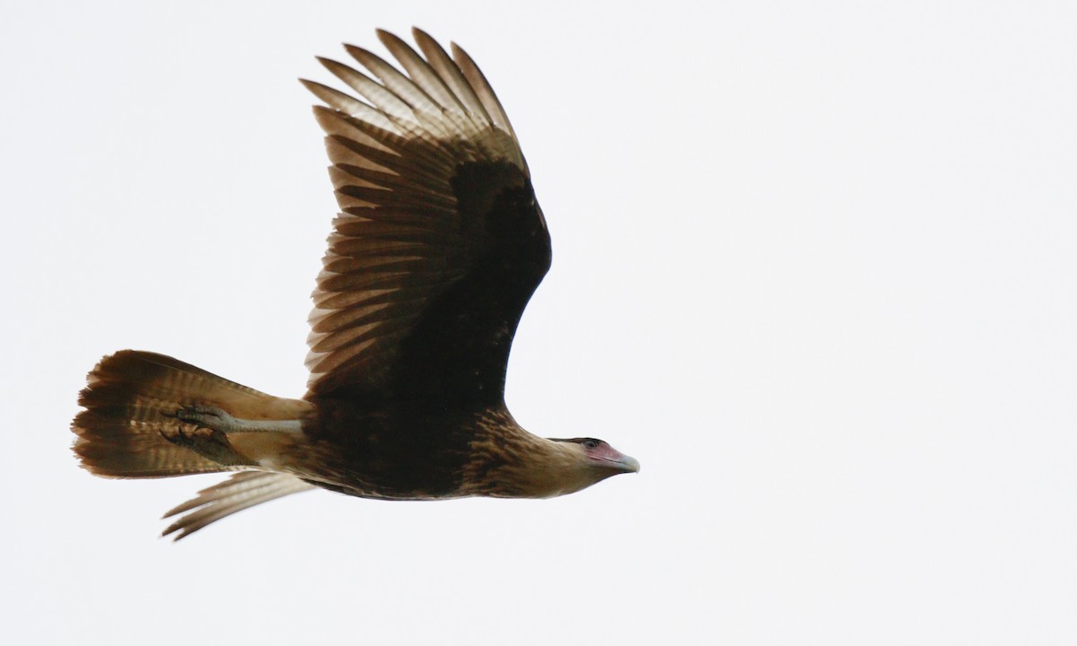 Crested Caracara (Northern) - ML610968326