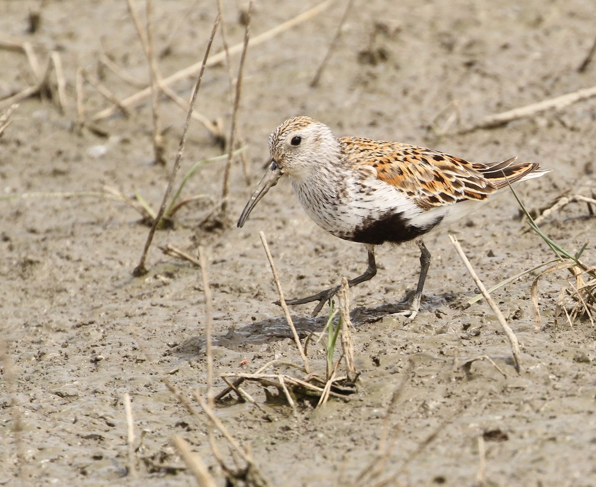 Dunlin - ML610968352