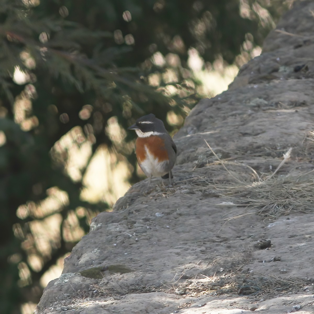 Chestnut-breasted Mountain Finch - ML610968362