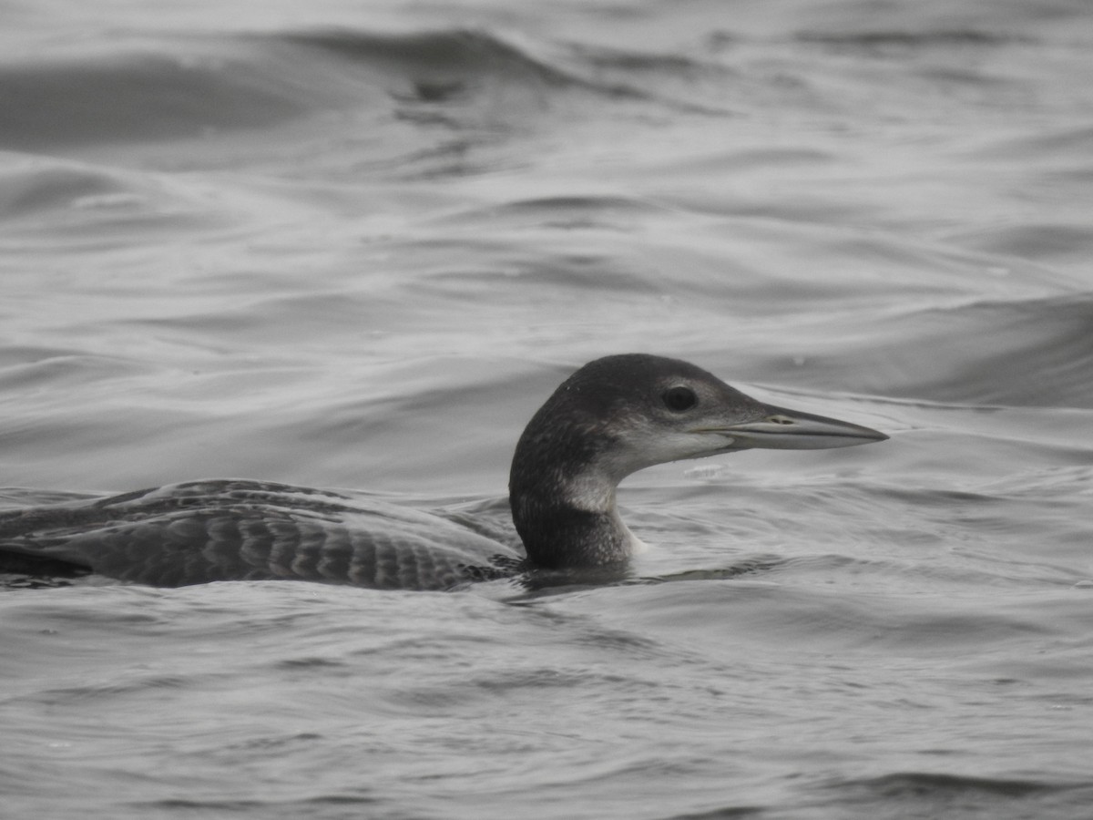Common Loon - Holly Perry