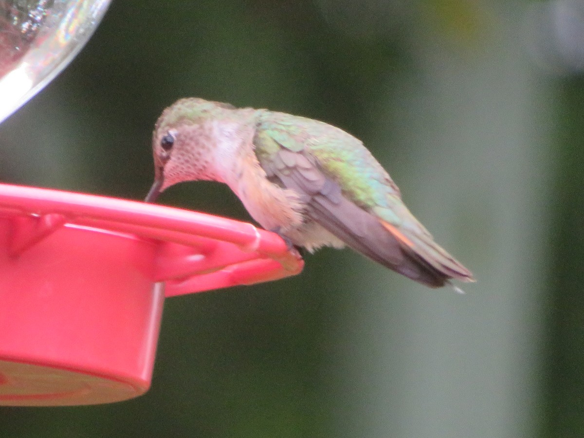 Broad-tailed Hummingbird - ML610968462
