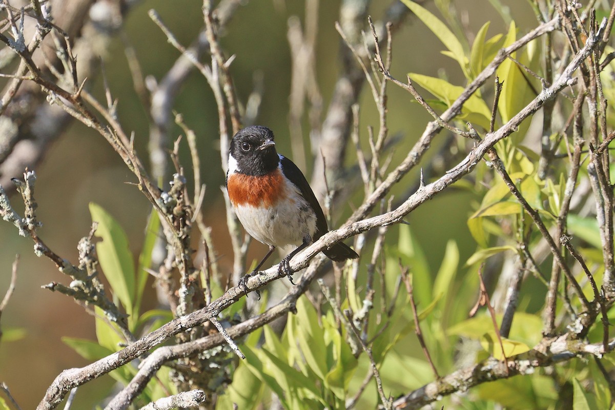 African Stonechat - ML610968505