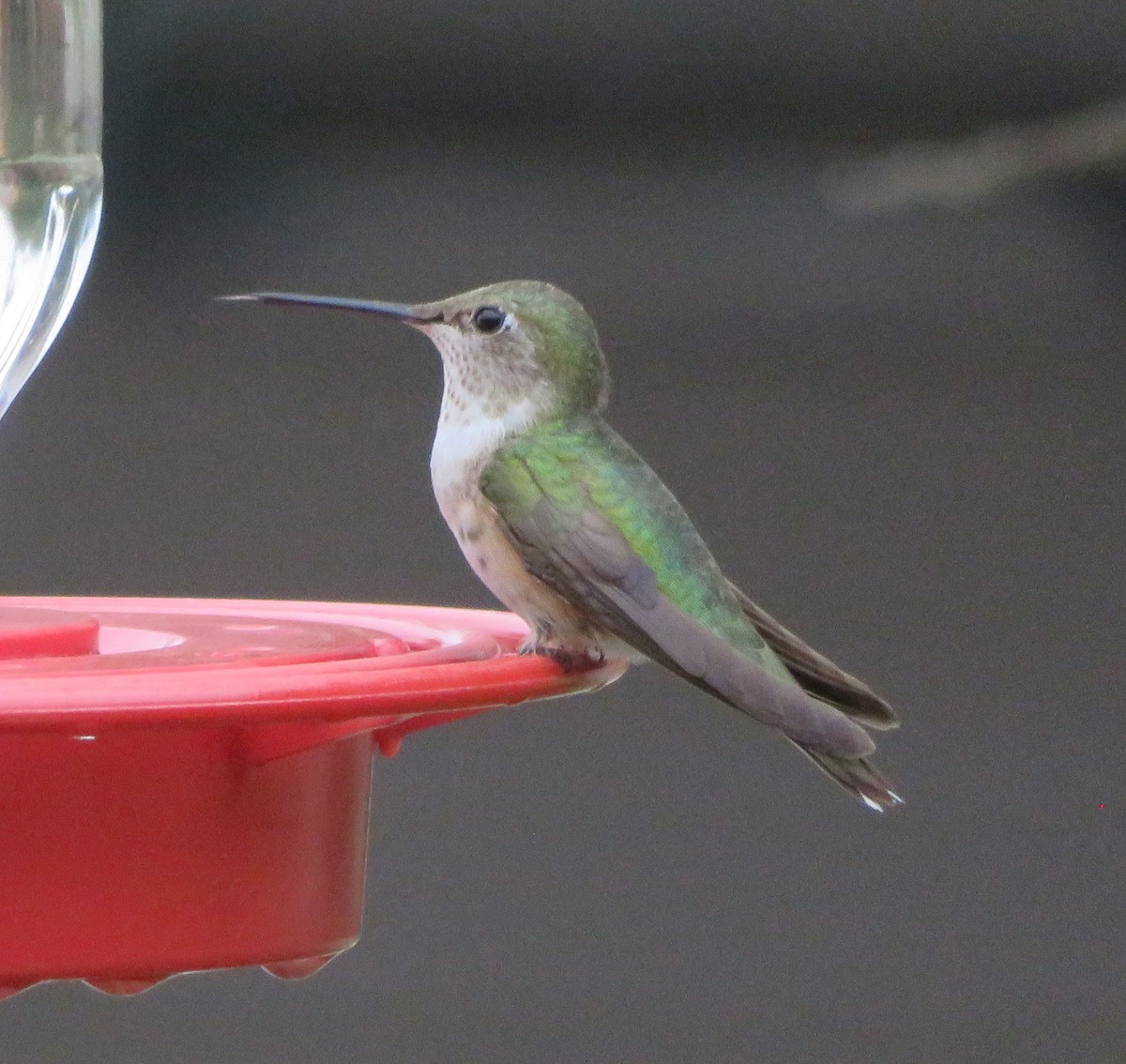 Broad-tailed Hummingbird - ML610968521