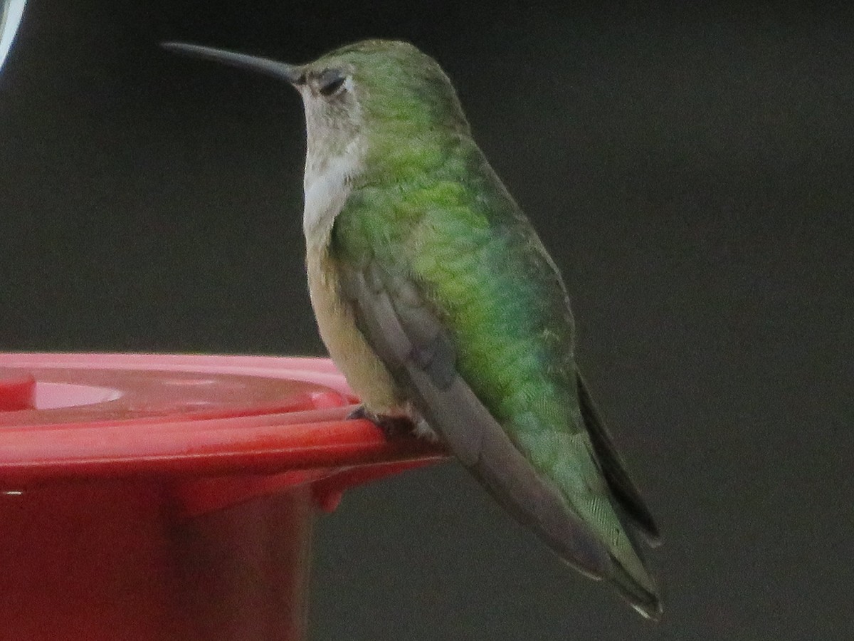 Broad-tailed Hummingbird - ML610968551