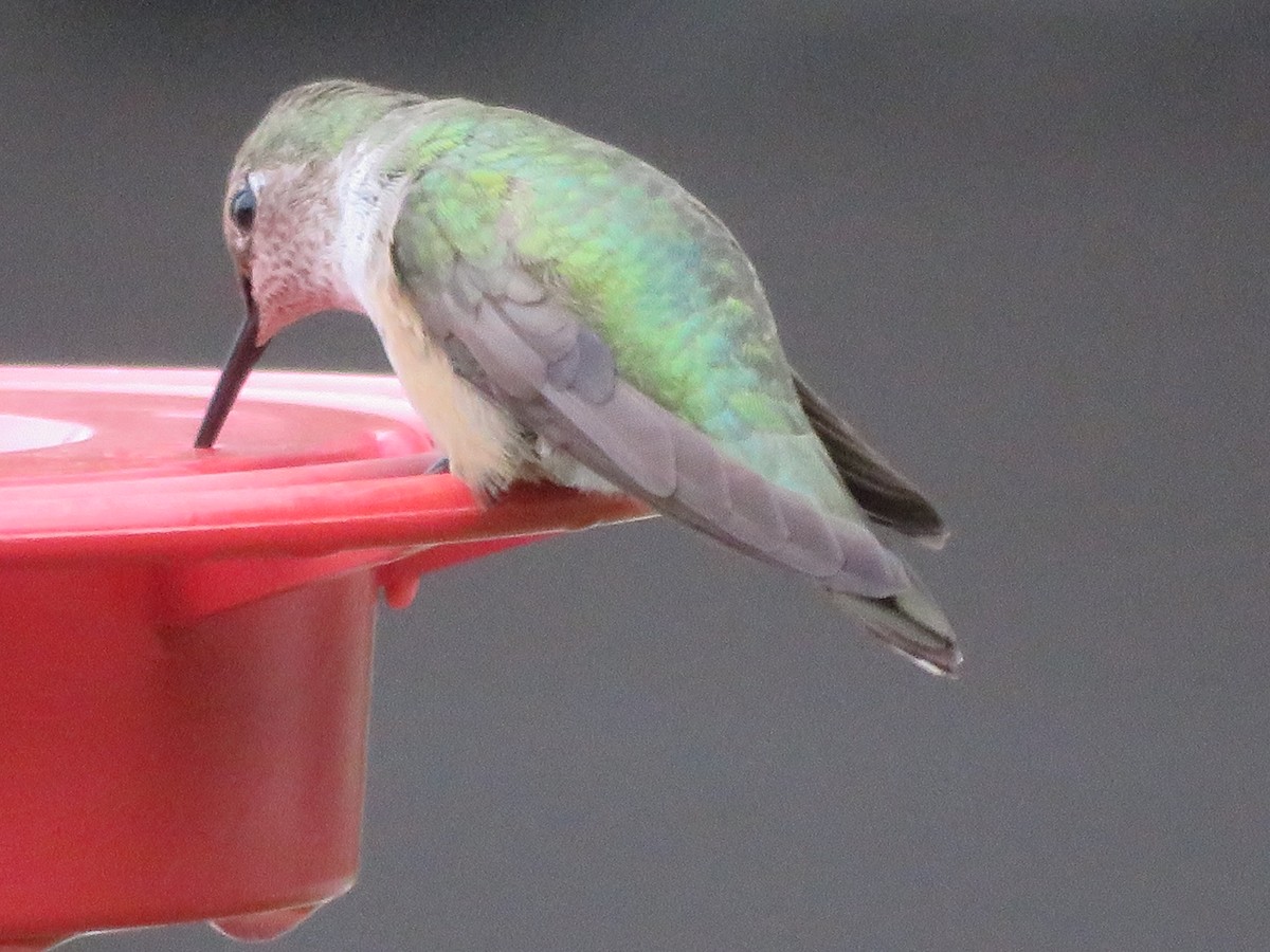 Broad-tailed Hummingbird - ML610968552