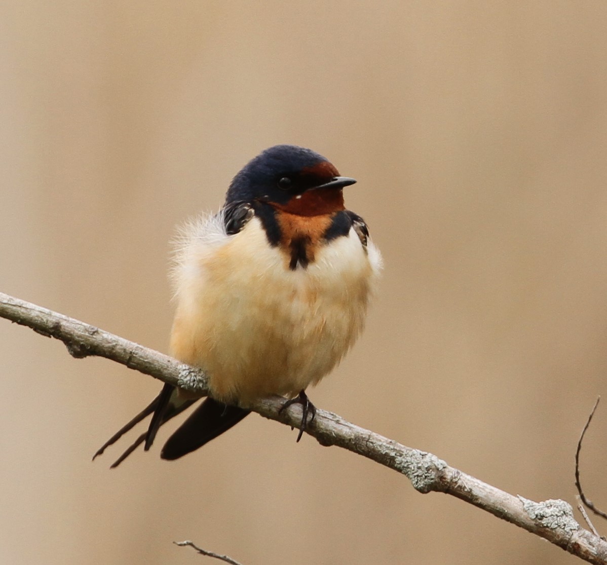 Barn Swallow - ML610968565