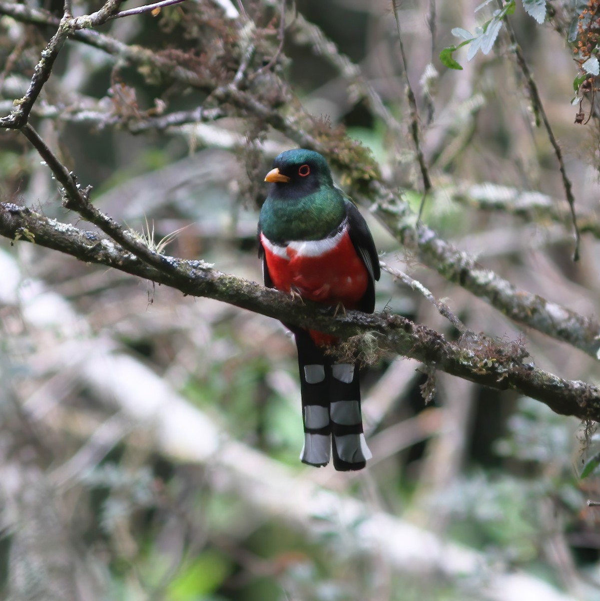 Masked Trogon - Gary Rosenberg