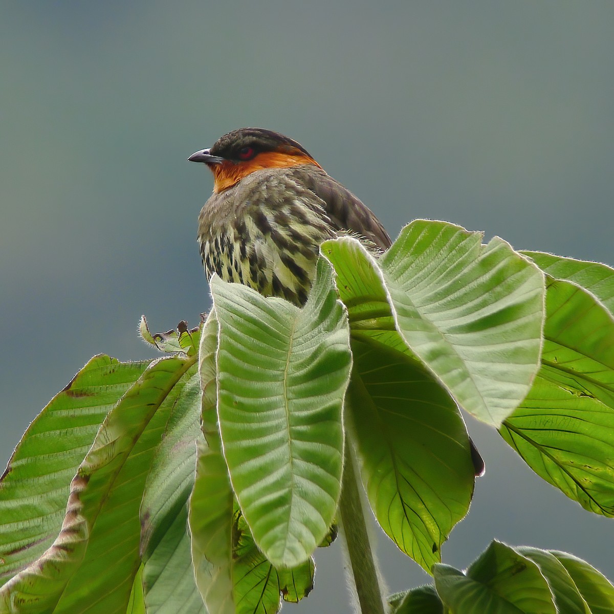 Chestnut-crested Cotinga - Gary Rosenberg