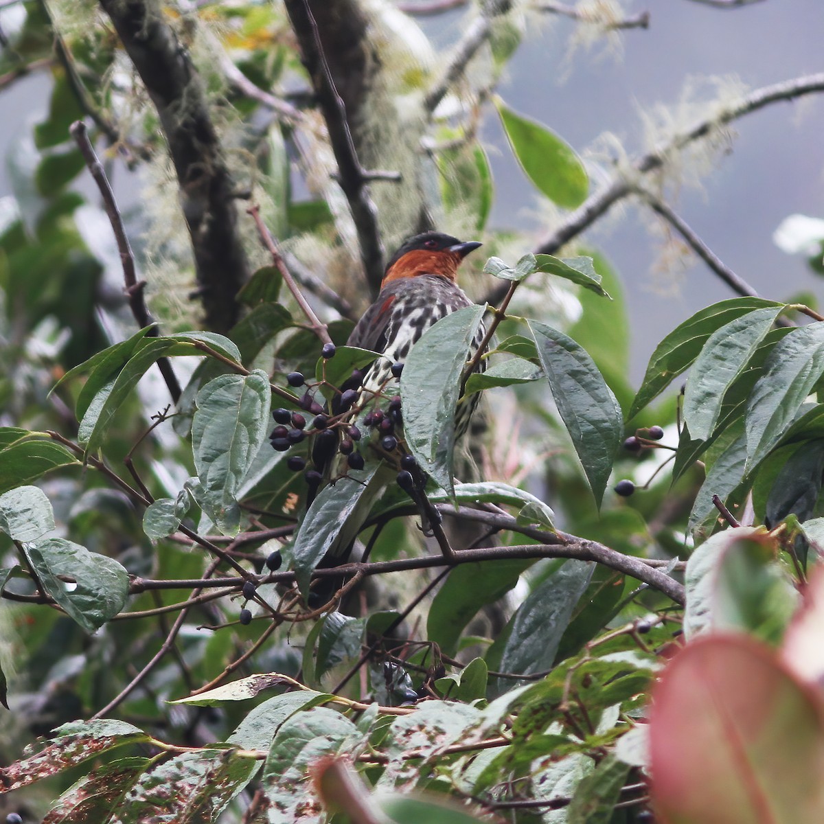 Chestnut-crested Cotinga - Gary Rosenberg