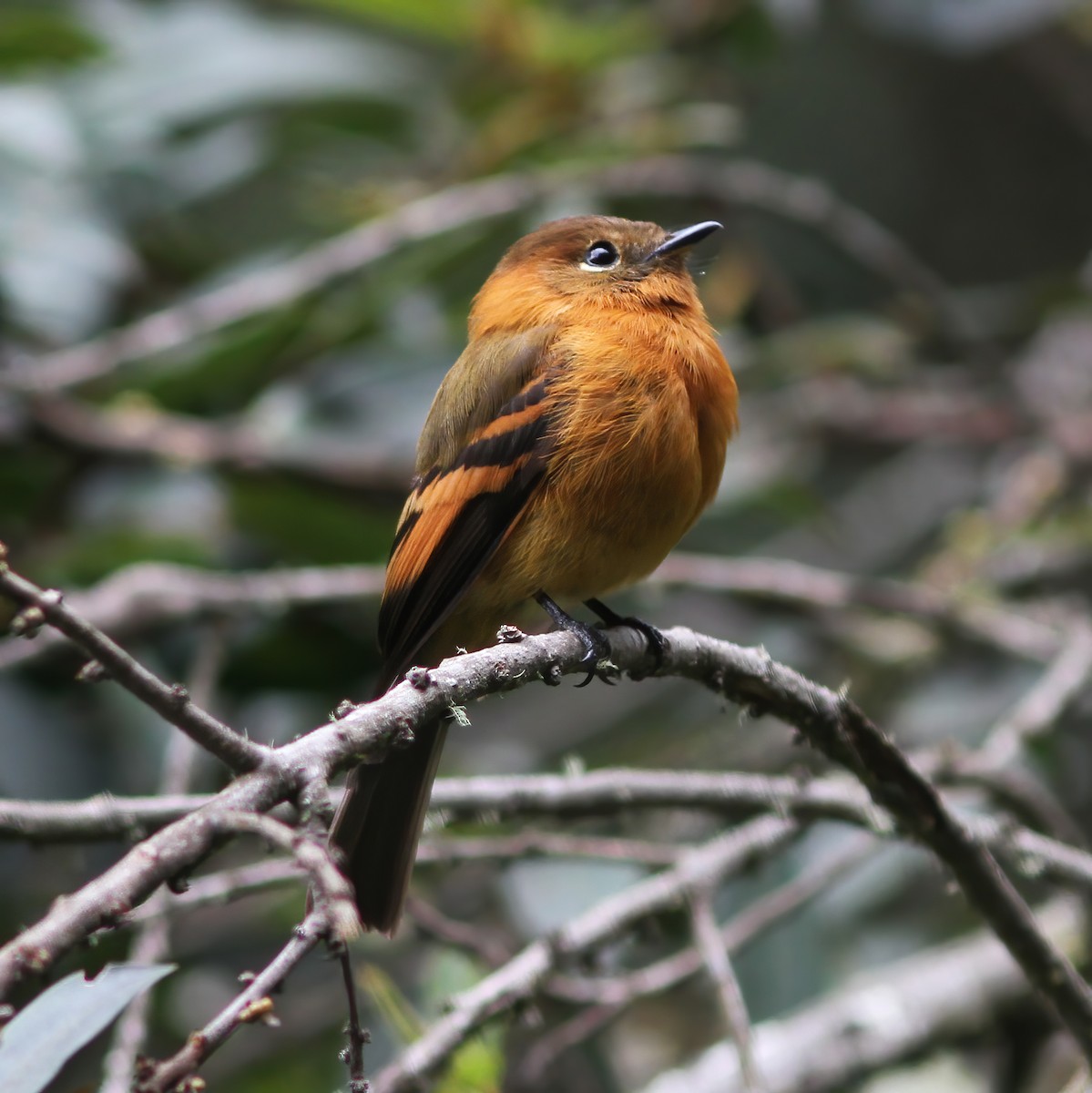 Cinnamon Flycatcher - Gary Rosenberg