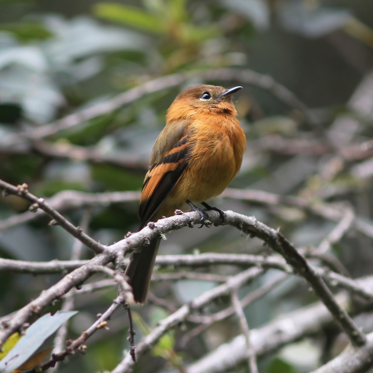 Cinnamon Flycatcher - Gary Rosenberg