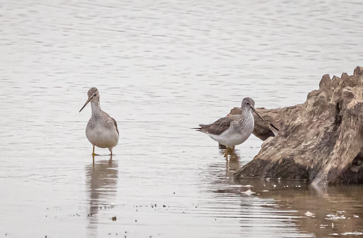 Greater Yellowlegs - ML610968694