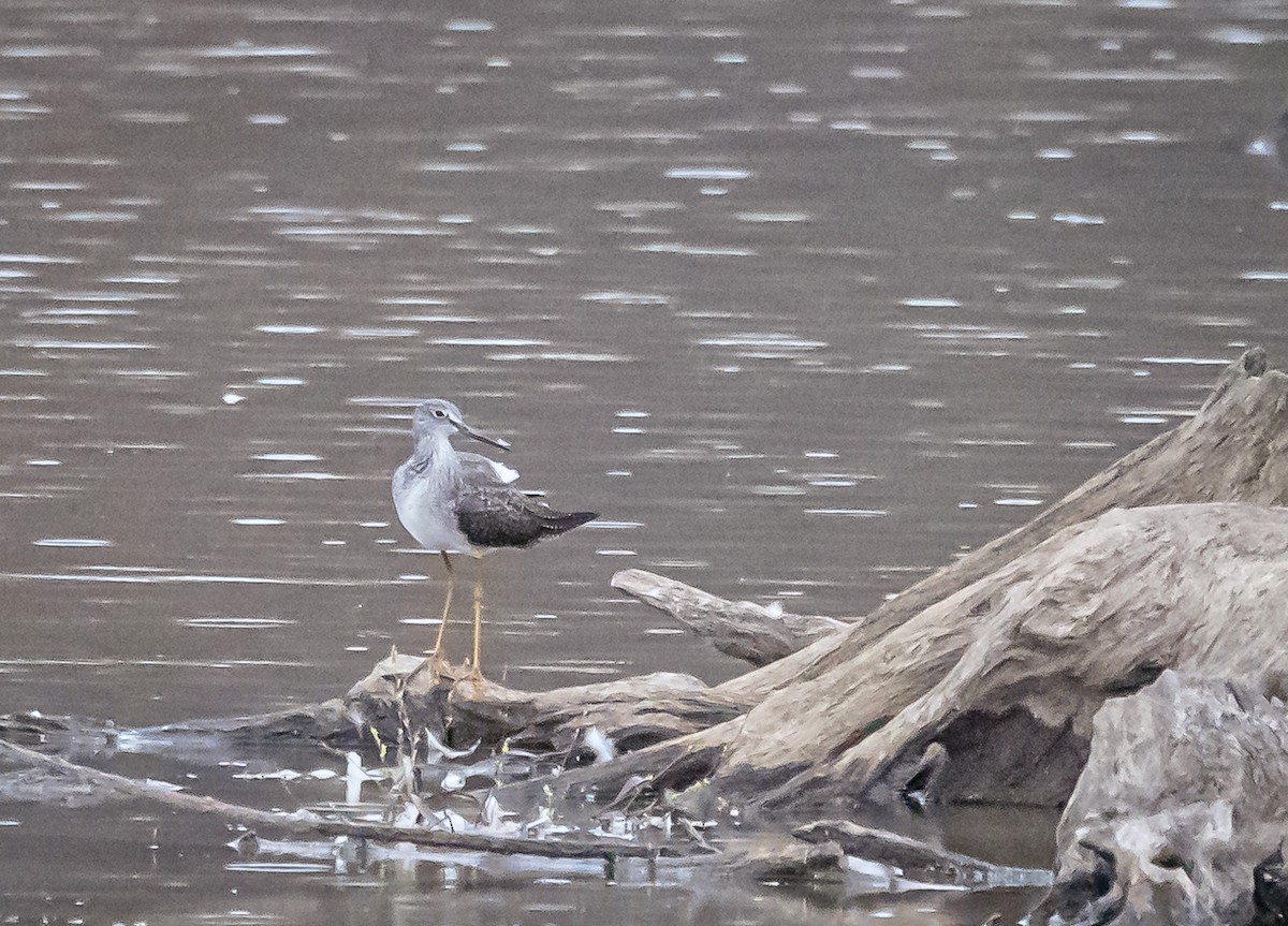 Greater Yellowlegs - ML610968695