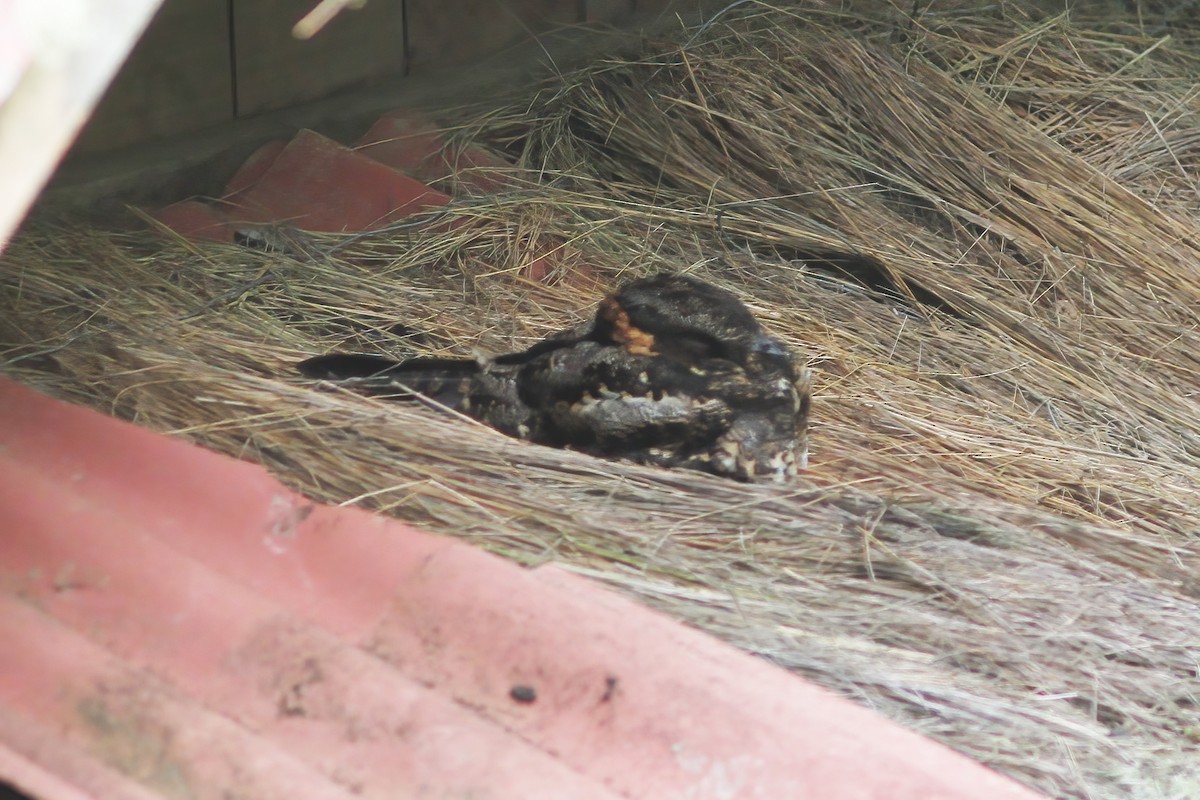 Lyre-tailed Nightjar - ML610968779