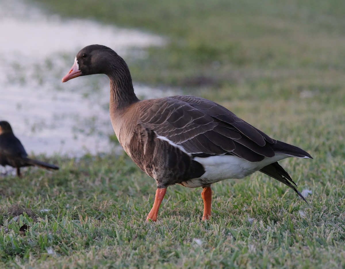Greater White-fronted Goose - ML610968793