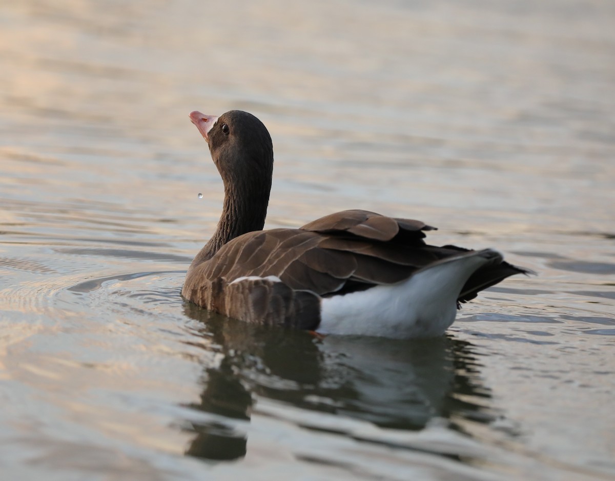 Greater White-fronted Goose - ML610968798
