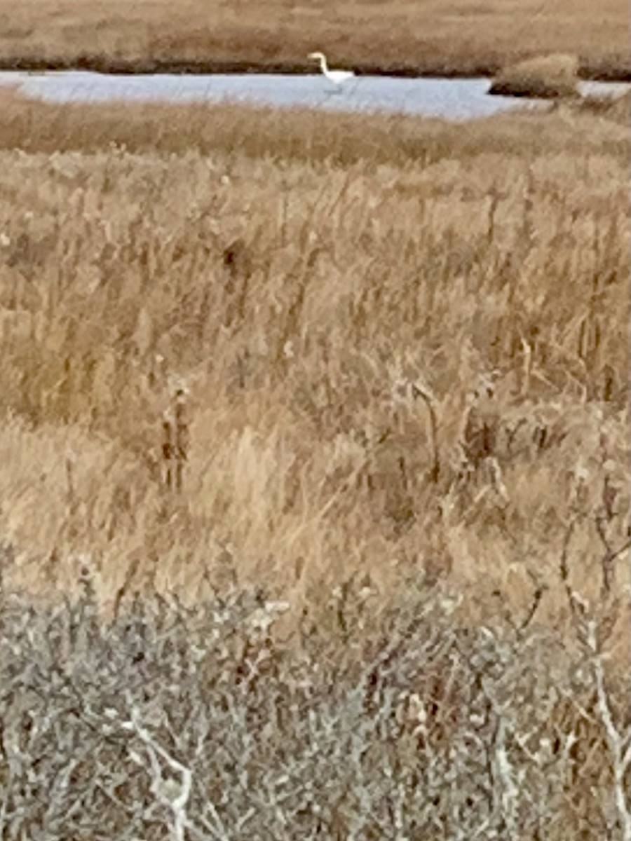 Great Egret - ML610968816