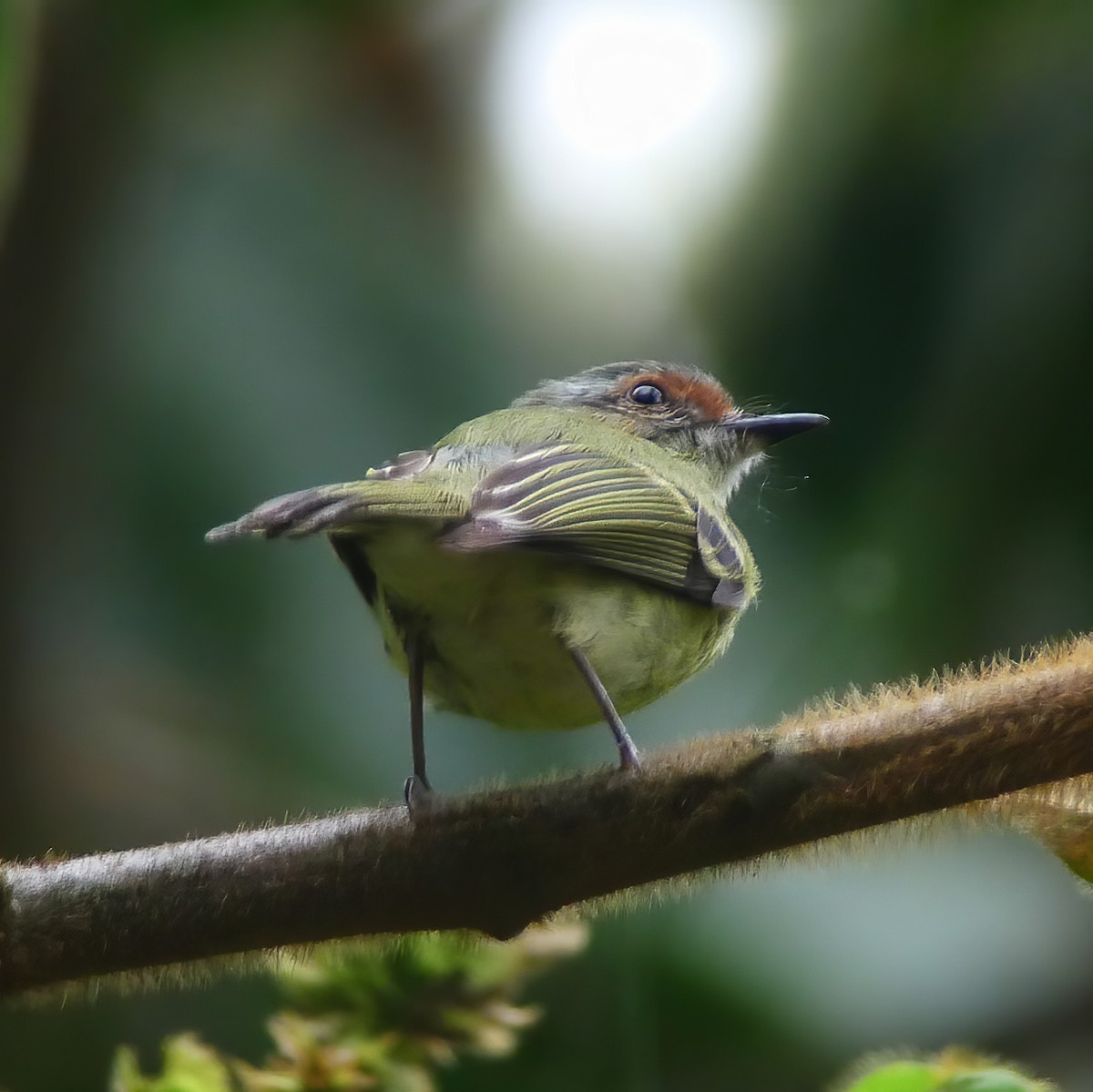 Cinnamon-faced Tyrannulet - Gary Rosenberg