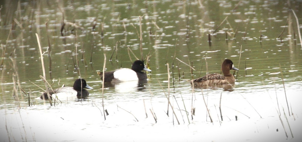 Greater Scaup - ML610968986