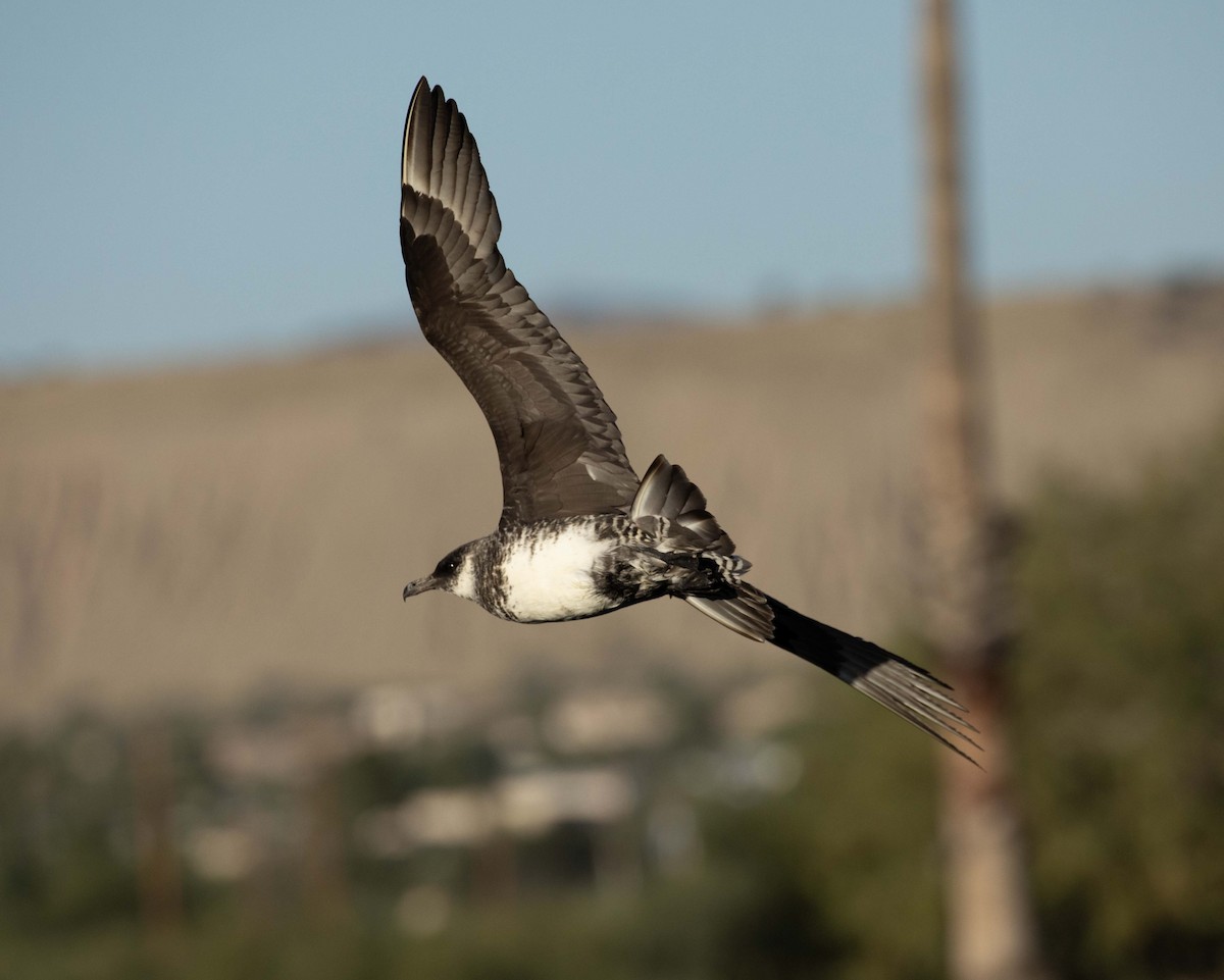 Pomarine Jaeger - Andy Moore