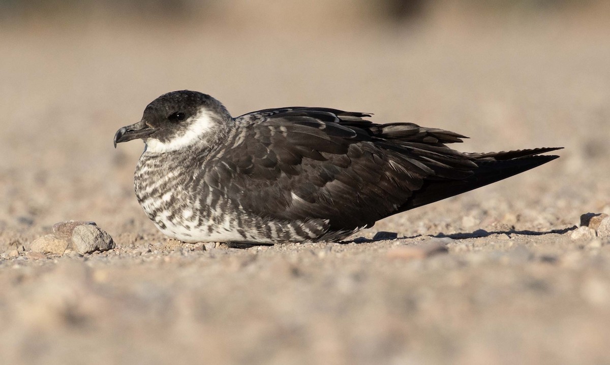 Pomarine Jaeger - Andy Moore