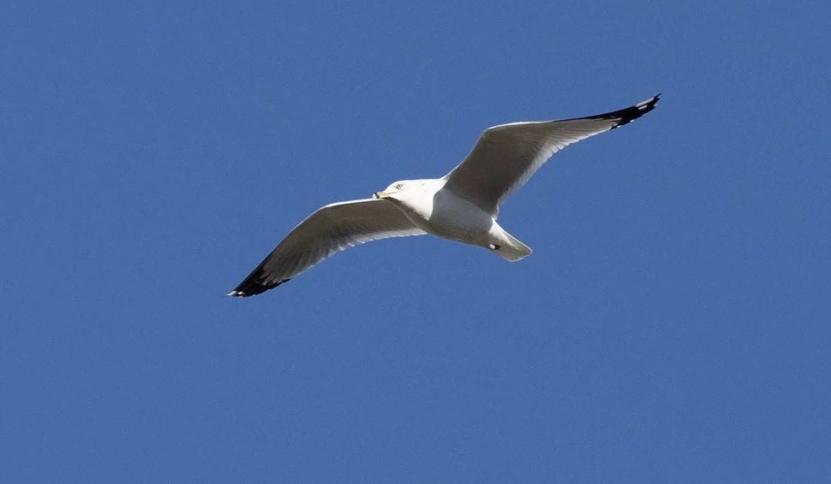 Ring-billed Gull - Andy Moore