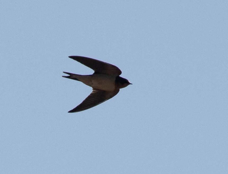Barn Swallow - Andy Moore