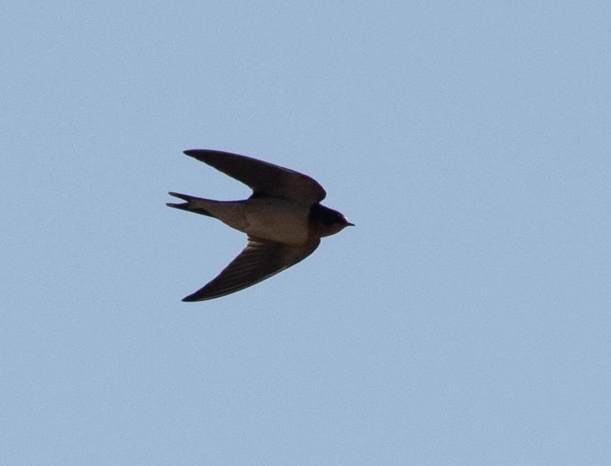 Barn Swallow - ML610969245