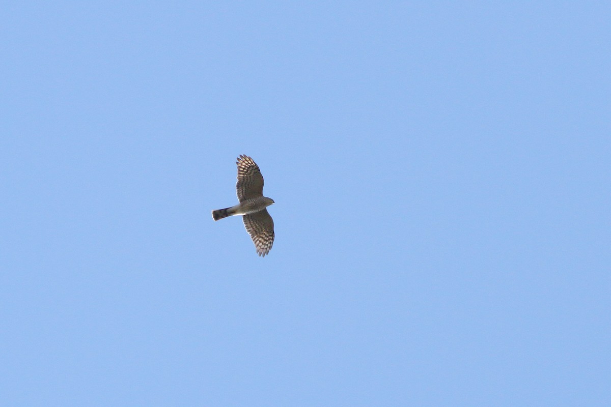 Sharp-shinned Hawk - Anonymous