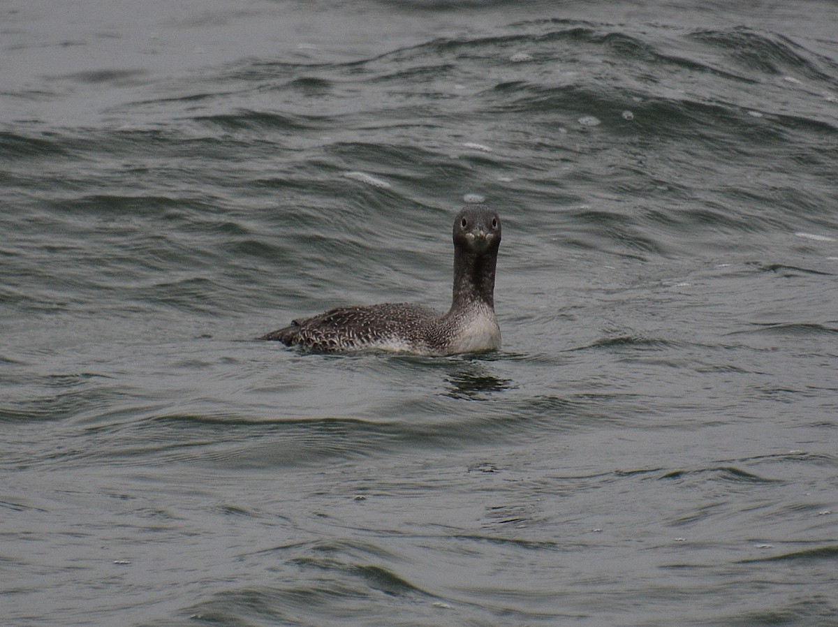 Red-throated Loon - ML610969295