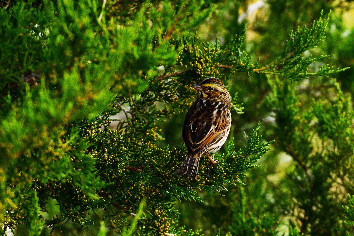 Savannah Sparrow - ML610969474