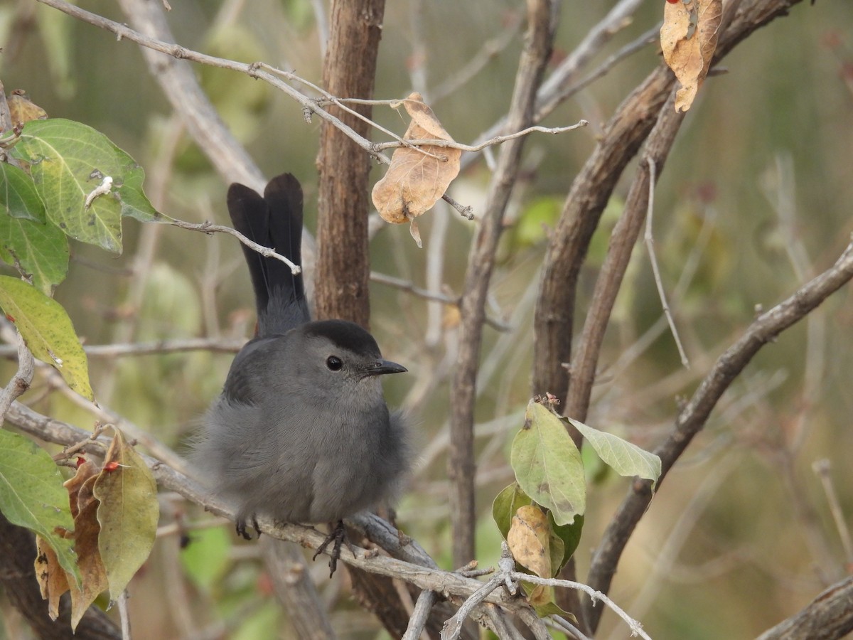 Gray Catbird - ML610969500