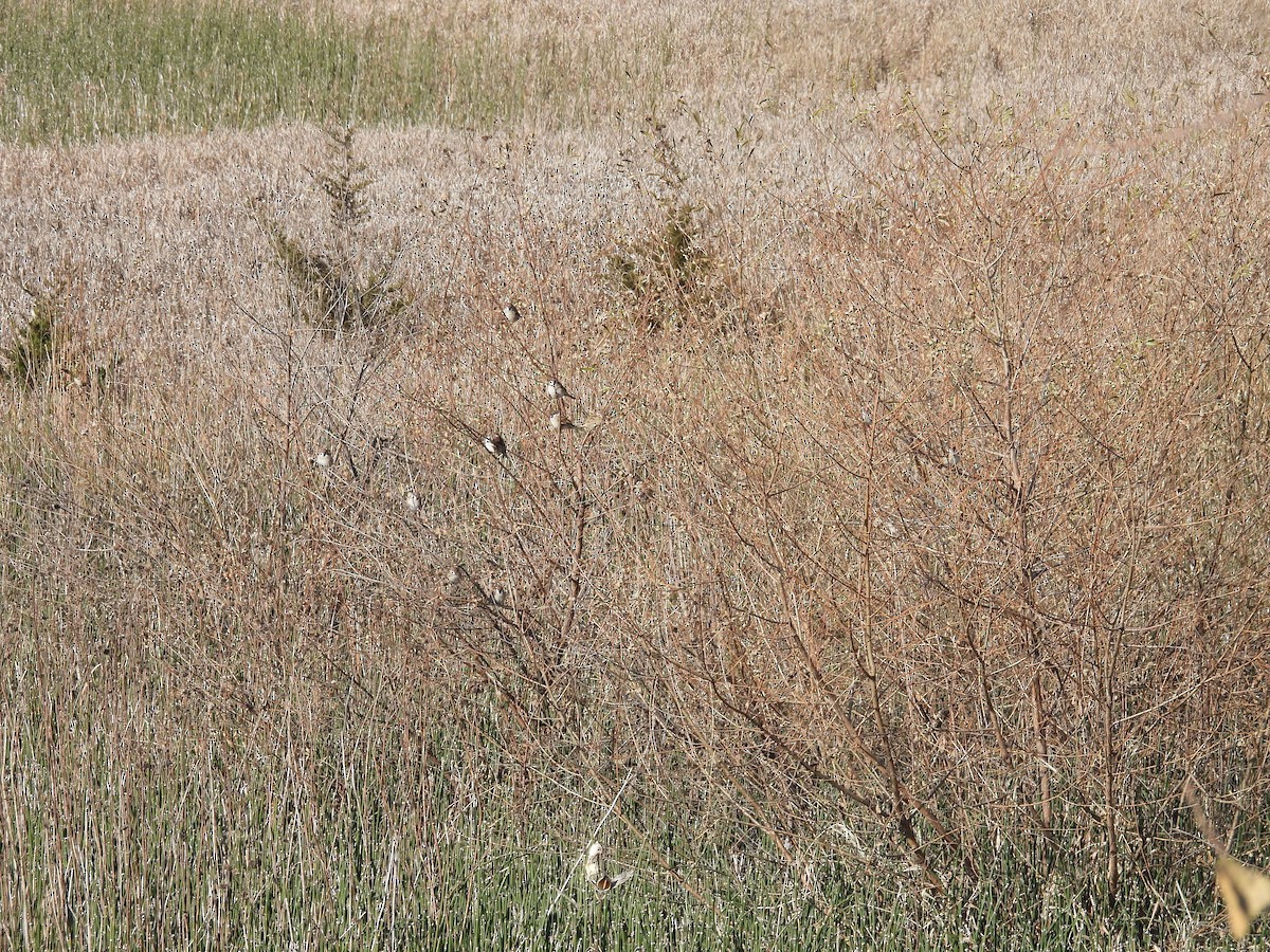 Eurasian Tree Sparrow - ML610969606