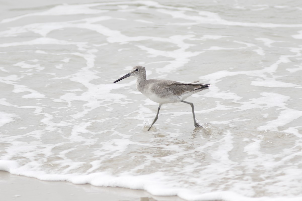 Willet (Western) - ML610970123