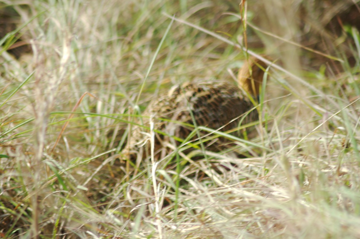 francolin/spurfowl sp. - ML610970264